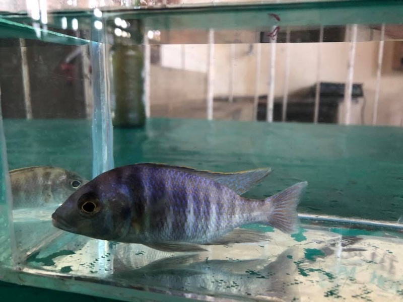 Placidochromis electra 'Londo Bay'